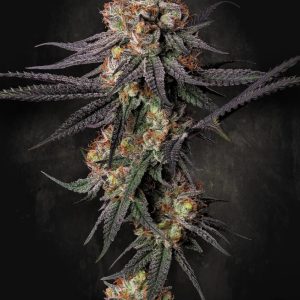 Gulupa Paradise Seeds