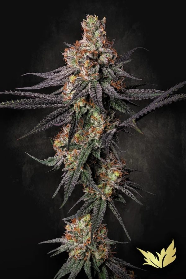 Gulupa Paradise Seeds
