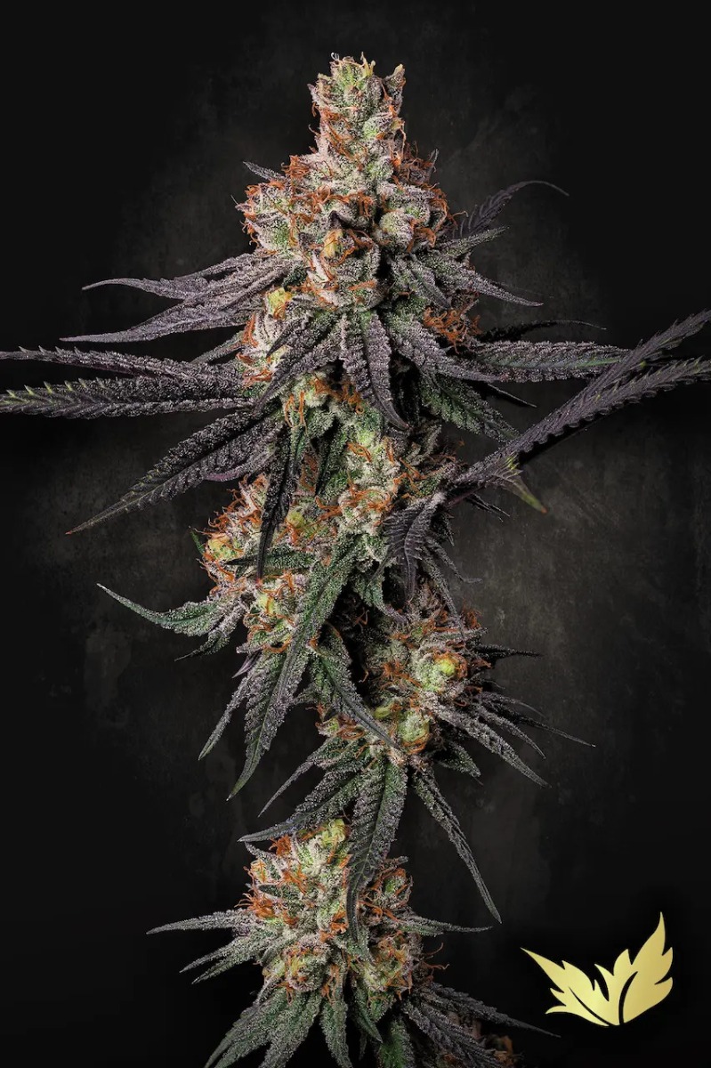 Gulupa Paradise Seeds