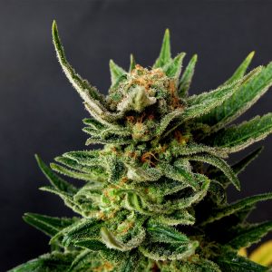 Gypsy Kush – kompaktna, smolnata konopljina rastlina z gostimi vršički in temno zelenimi toni.