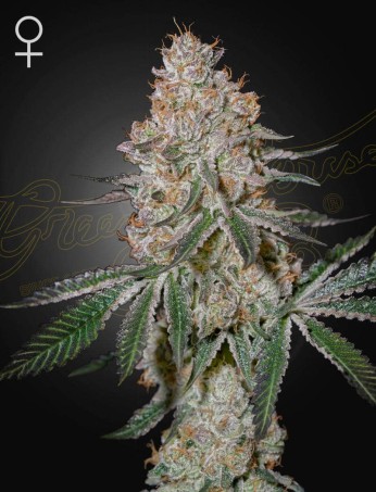HighCloudz Green House