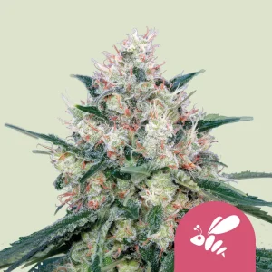 Honey Cream Fast Royal Queen Seeds
