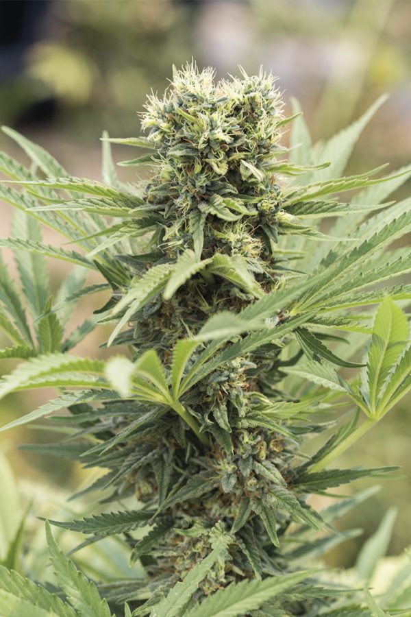 Dedoverde Haze Humboldt Seed Organization