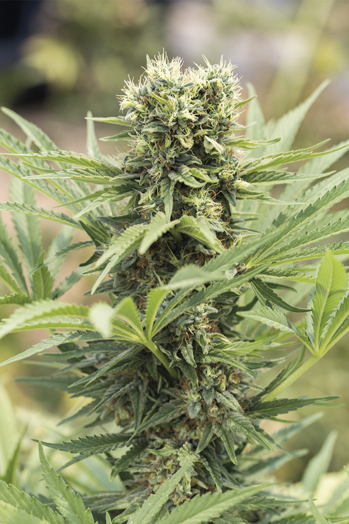 Dedoverde Haze Humboldt Seed Organization