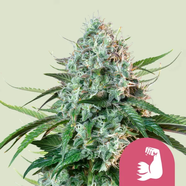 Hulkberry Royal Queen Seeds