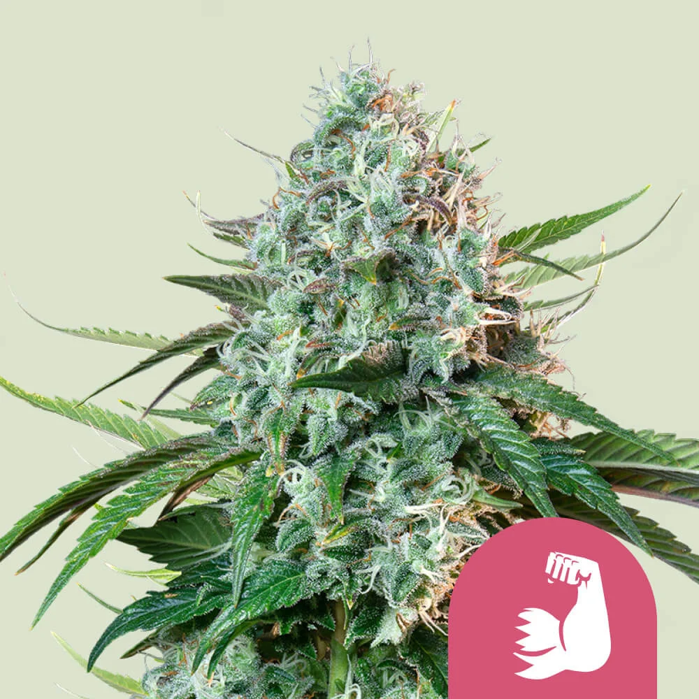 Hulkberry Royal Queen Seeds