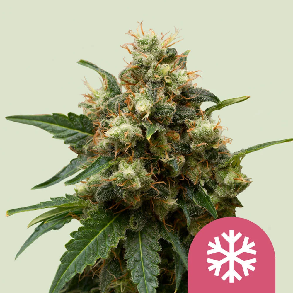 ICE Royal Queen Seeds