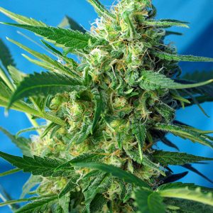 Auto NYC Diesel