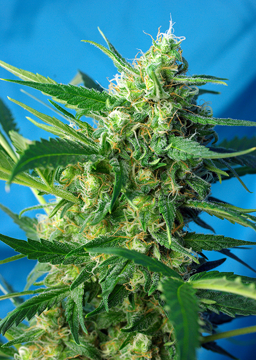 Auto NYC Diesel