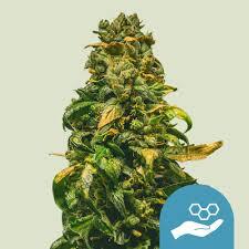 Solomatic CBD Royal Queen Seeds