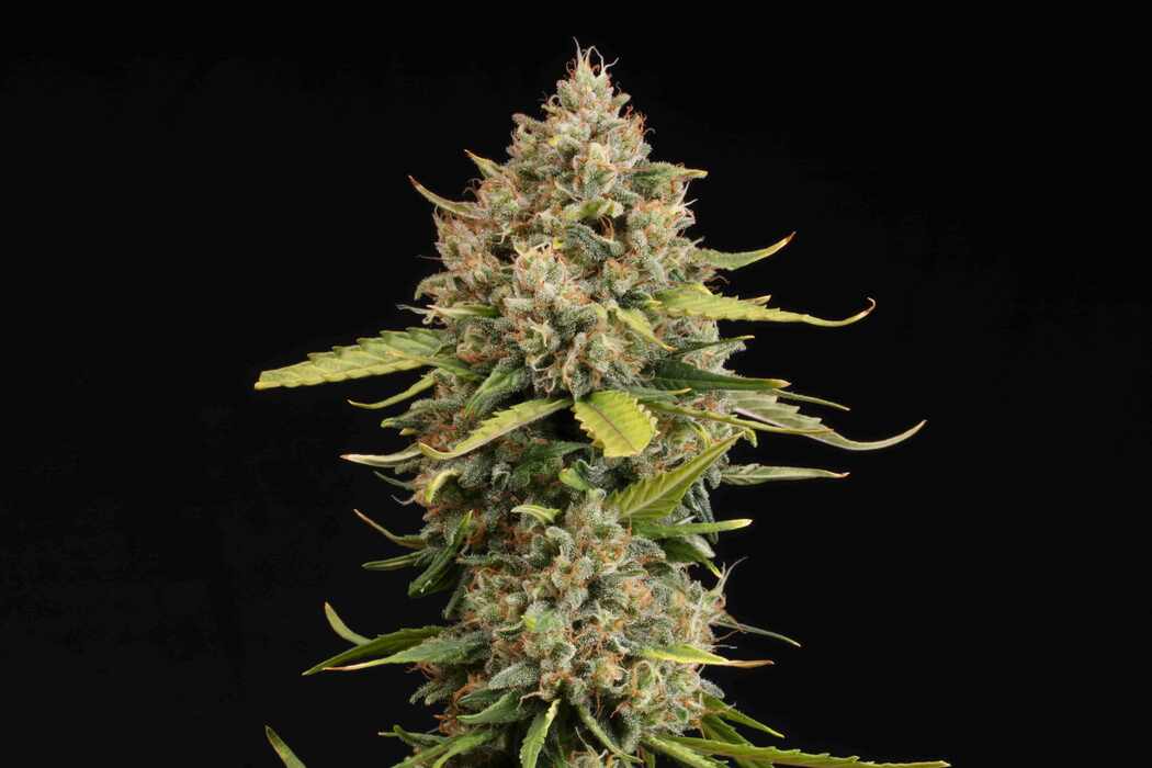 CBD Critical XXL Auto