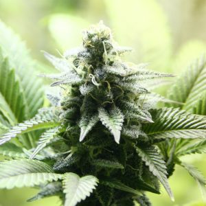 Indica Cream – kompaktna, smolnata indica z gostimi, težkimi vršički in širokimi listi.