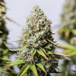 Jack Herer Seedstockers