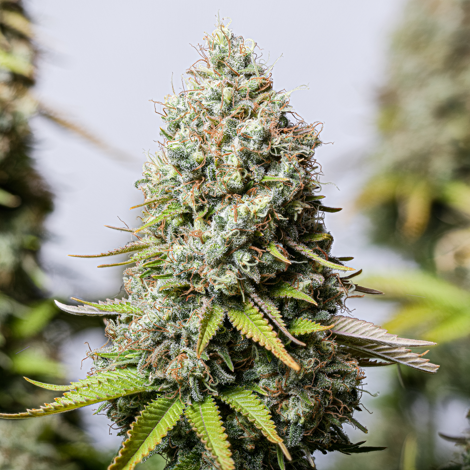 Jack Herer Seedstockers