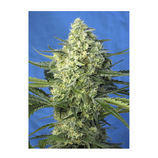 Jack 47 XL Auto Sweet Seeds