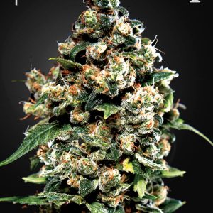 Jack Herer Green House
