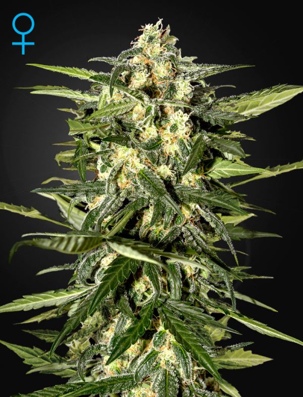 Jack Herer Auto Green House