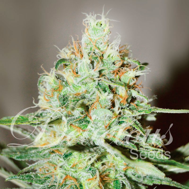 Jagg Kush Delicious Seeds