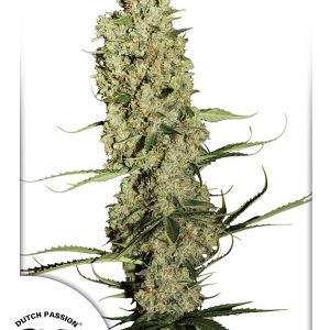 Jorge's Diamonds Dutch Passion