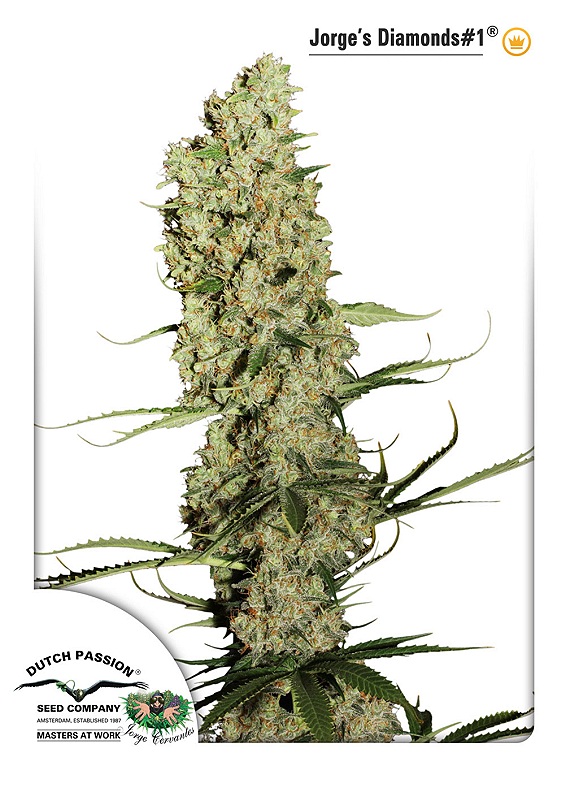 Jorge’s Diamonds Dutch Passion