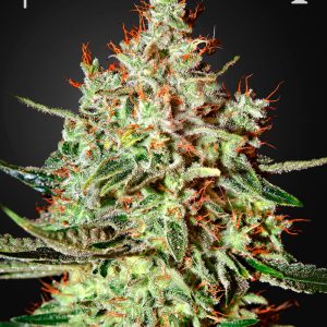 Dark Phoenix Green House