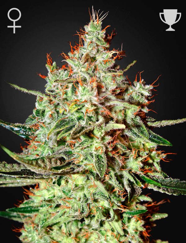 Dark Phoenix Green House