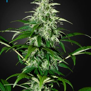 Kalashnikova Auto Green House