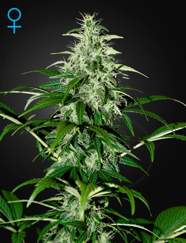 Kalashnikova Auto Green House