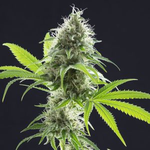 Kama Kush CBD – kompaktna indica z gostimi, težkimi cvetovi in visoko vsebnostjo CBD.