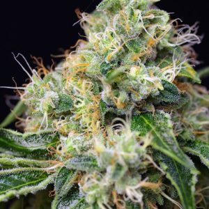 Sweet Seeds Killer Kush Fast