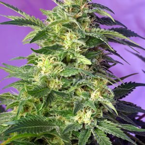 Killer Kush Auto Sweet Seeds