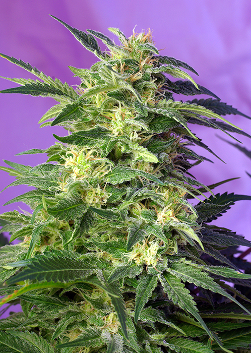 Killer Kush Auto Sweet Seeds