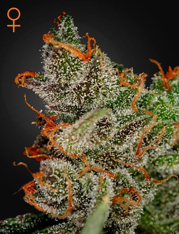 King's Kush Green House
