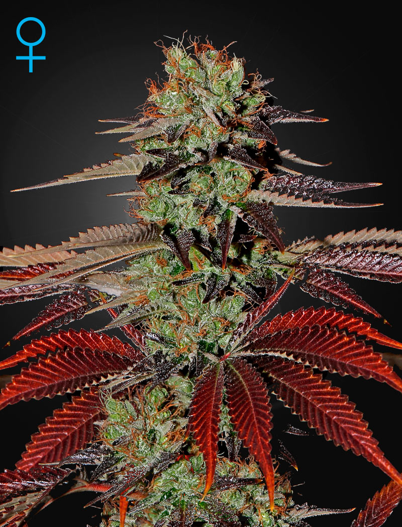 King’s Kush Auto Green House