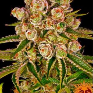 Kush Mintz Barney's Farm