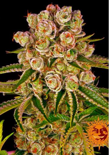Kush Mintz Barney's Farm