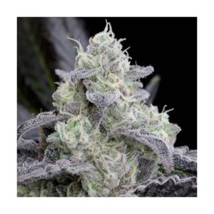 L.A. Vanilla Cake Auto Silent Seeds