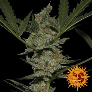 Acapulco Gold Barney's Farm