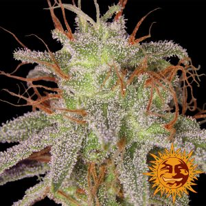 Amnesia Lemon Barney's Farm