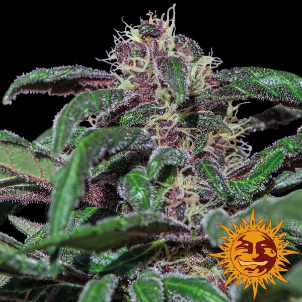 Ayahuasca Purple Barney's Farm
