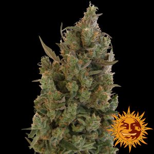 Blue Cheese Barney's Farm