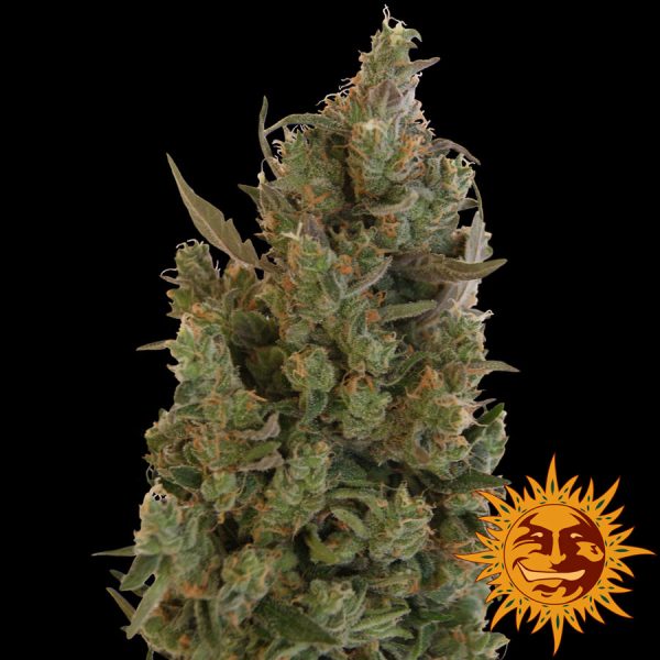 Blue Cheese Barney's Farm