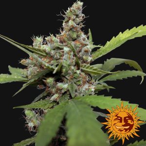 CBD Blue Shark Barney's Farm