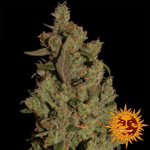 CBD Critical Cure Barney's Farm