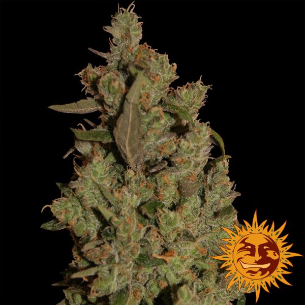 CBD Critical Cure Barney's Farm