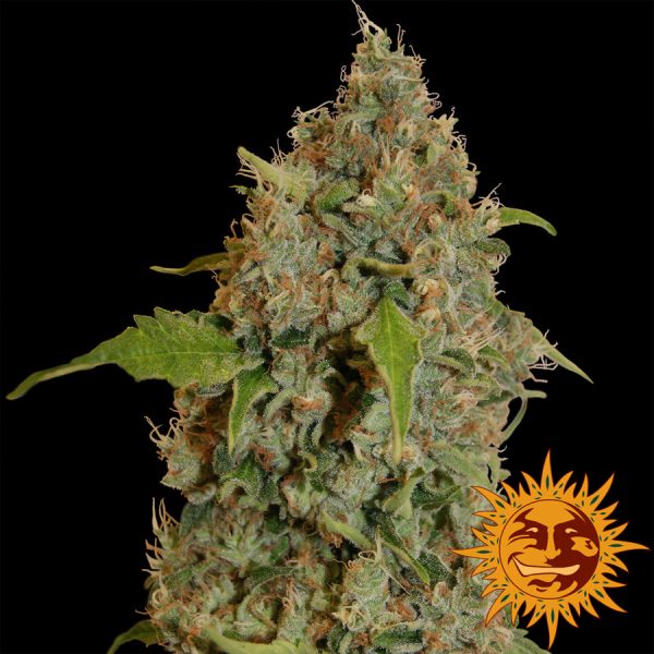 Chronic Thunder Barney's Farm