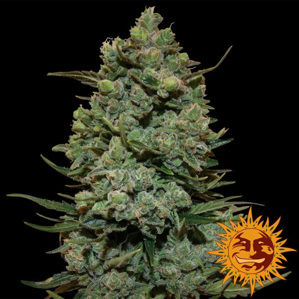 Cookies Kush Barney's Farm