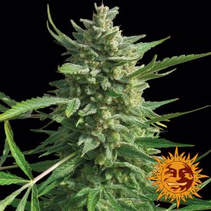 Critical Kush Barney's Farm