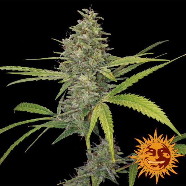 G13 Haze Barney's Farm