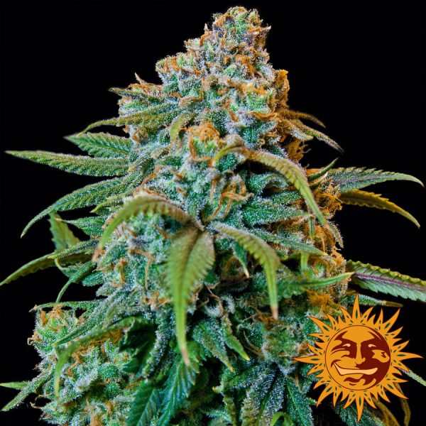 Liberty Haze Barney's Farm